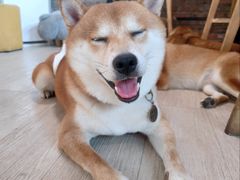 -柴犬高等学院·狗咖·柴犬售卖·宠物训练