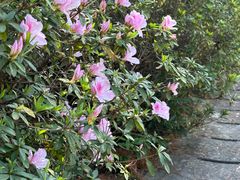 -深圳仙湖植物园