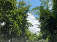 -西双版纳原始森林公园