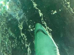 -悉尼海洋生物水族馆