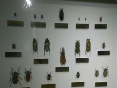 -上海昆虫博物馆