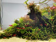 -ADA自然水景世界