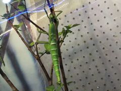 -上海大自然野生昆虫馆(东方明珠·爬宠昆虫探索中心)