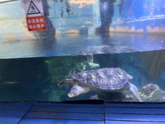 -烟台海昌鲸鲨海洋公园