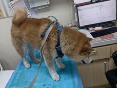 -美联众合爱康动物医院•复杂内科•肿瘤科•牙科•腔镜诊疗中心