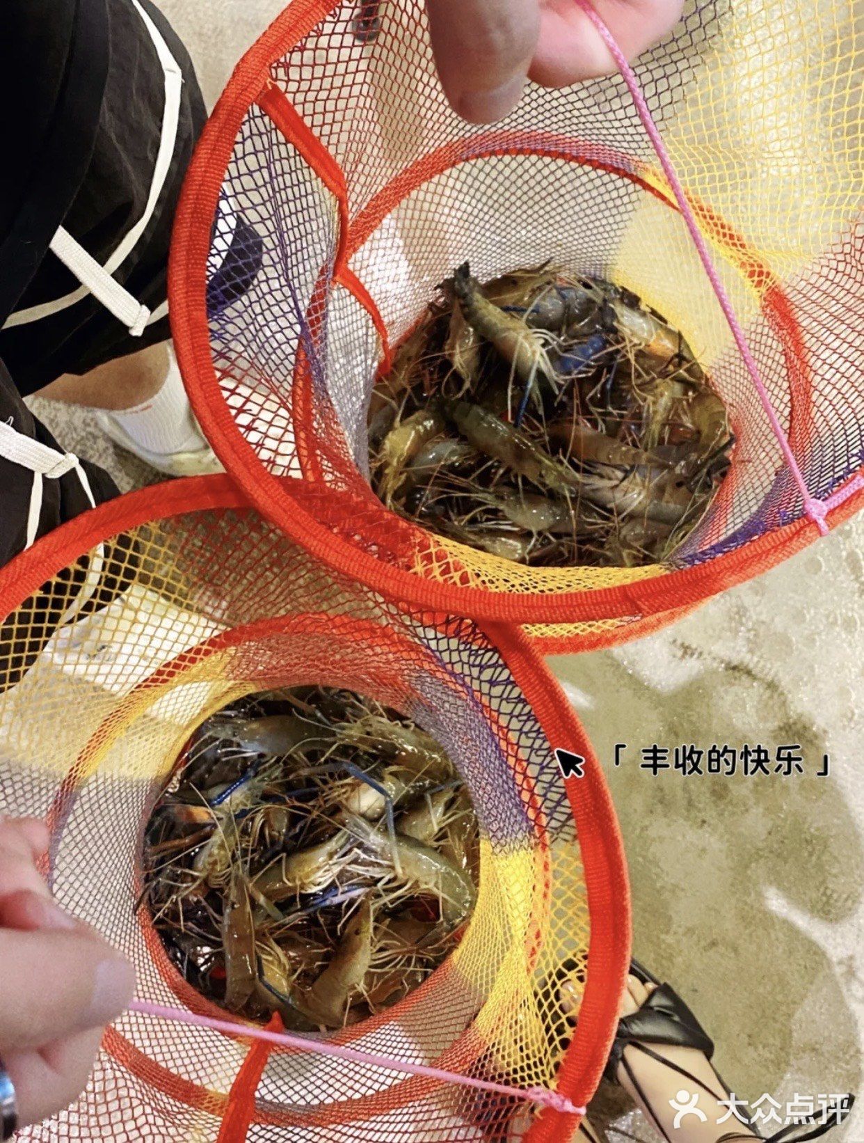 东莞探店｜新手同时钓上2⃣️只虾🦐！！好容易呀
