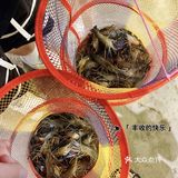 东莞探店｜新手同时钓上2⃣️只虾🦐！！好容易呀