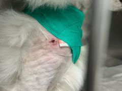 -爱侣宠医·鹦鹉专科·小型哺乳类·异宠专科(灵石路店)