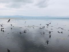 -青海湖国家重点风景名胜区