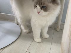 -喵的天空名猫咖啡馆·撸猫·猫舍·用品