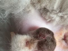 -芭比堂动物医院广州顽皮分院