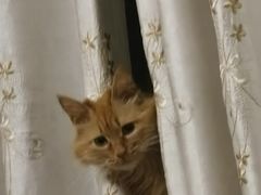 -瑞派雷欧宠物医院·24h夜诊·心脏骨科牙科·全科重症转诊中心(无影山店)