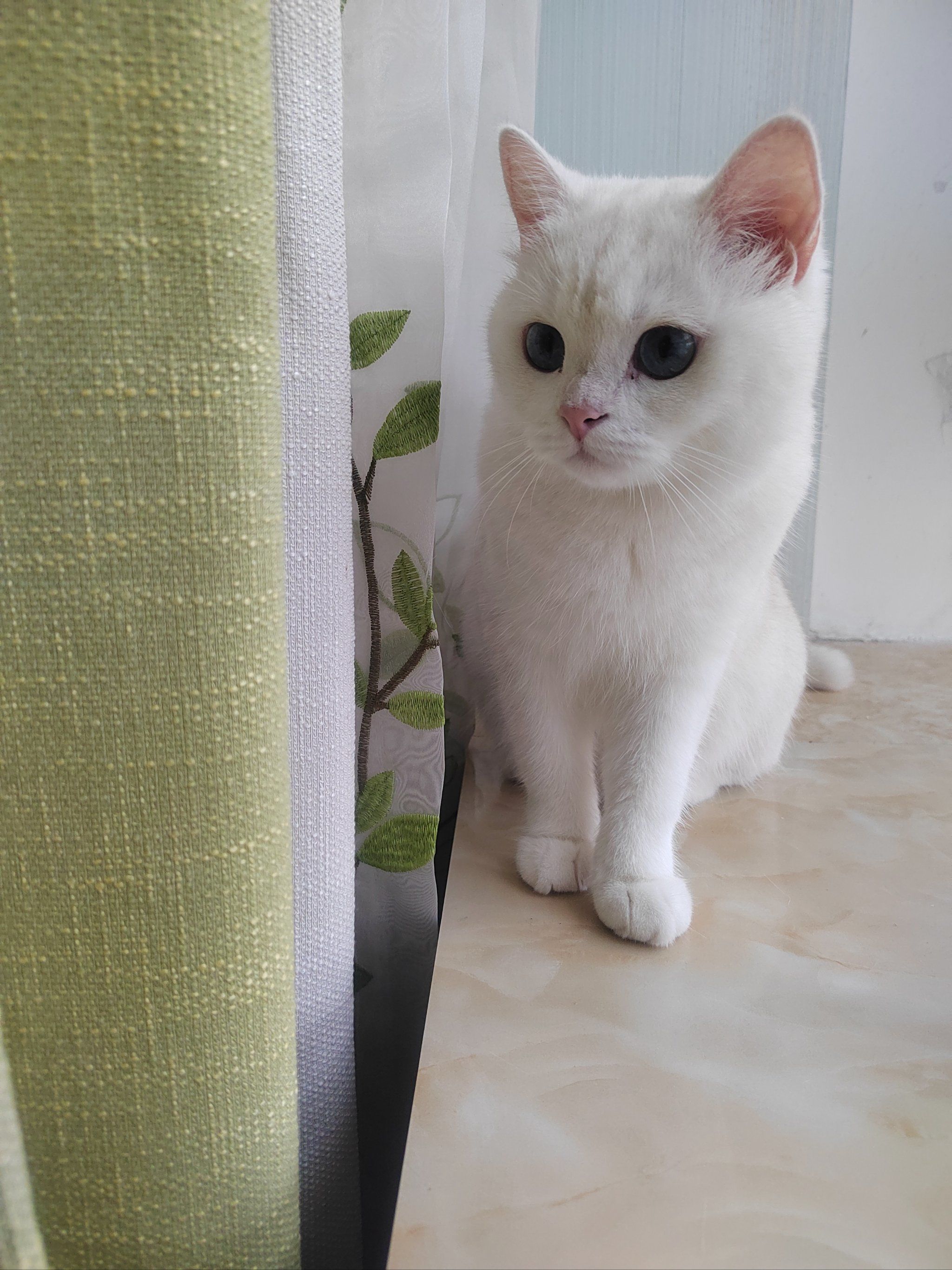 白色小猫的悠闲时光