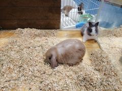 -龟与熊猫宠物公园(南坪店)