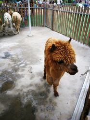 -萌宠亲子动物乐园(槐房万达店)