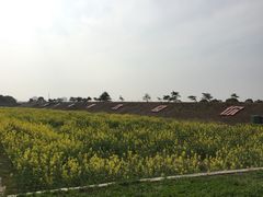 -上海都市菜园