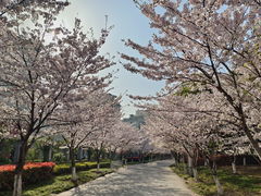 -高东镇樱花园