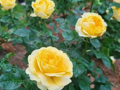 -人民公园(罗湖区)