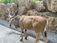 -北京野生动物园