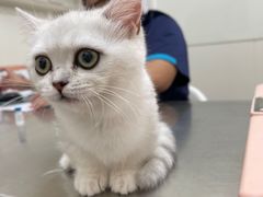 -爱诺耐芙动物医院(万博店)