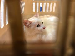 -PETKIT小佩宠物(古北店)