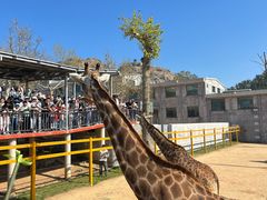-西霞口神雕山野生动物世界