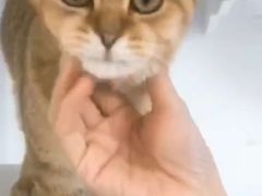 -lincat·猫舍(广州店)