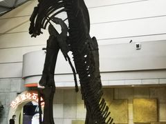 -诸城市恐龙博物馆