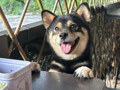 -柴犬高等学院·狗咖·柴犬售卖·宠物训练