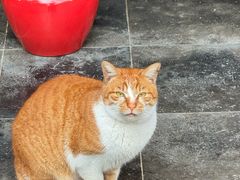 -龙华素斋(龙华路店)