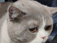 -纳吉亚猫专科动物医院·北北分院