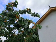 -云里小坐·小院里·团建·宴请·下午茶(三圣乡店)