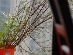 -循礼门鲜花花市(武汉循礼门店)