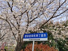 -高东镇樱花园
