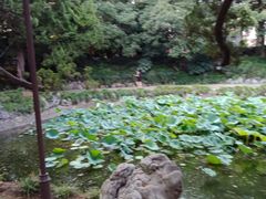 -叶家花园