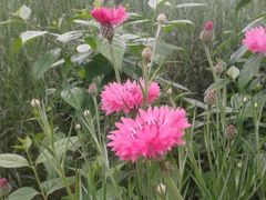 -三圣花乡旅游区