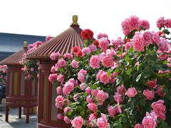 -天坛公园