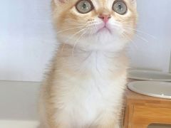 -东方名猫馆·英短金渐层布偶猫舍(环线广场1号楼店)