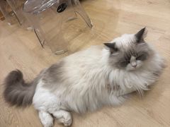 -有喵·猫咖·狗咖·30几只猫10只小狗(岗厦店)