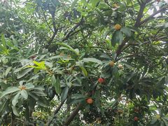 -重庆园博园
