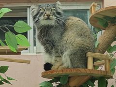 -青藏高原野生动物园