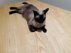 -藏猫猫咖啡主题馆(中央大道店)