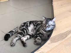 -CAT’S MEWSTAR CAFE·喵星球猫屋(晴湾咖啡店)