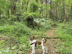 -铁山坪森林公园