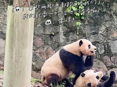 -都江堰中华大熊猫苑