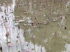 -大湾区中央湿地公园