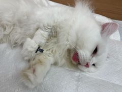 -爱侣宠医·鹦鹉专科·小型哺乳类·异宠专科(灵石路店)