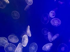 -海合安武汉极地海洋公园