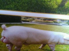 android_upload_pic-石家庄市动物园