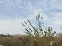 -泗洪洪泽湖湿地景区